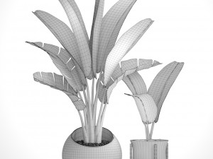 ravenala palm Modelo 3D