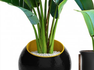 ravenala palm Modelo 3D