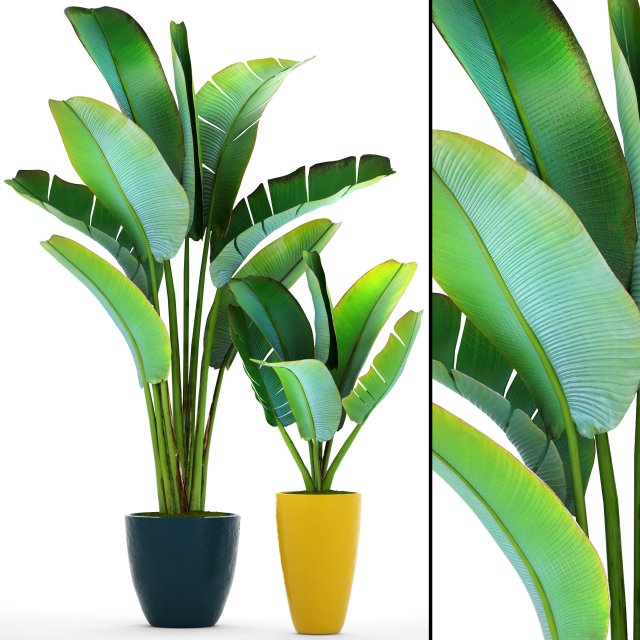 ravenala palm 3D 모델 .c4d .max .obj .3ds .fbx .stl .blend 