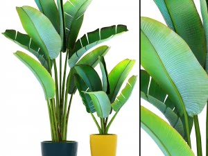 palma ravenala Modelo 3D