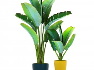 ravenala palm 3D 모델