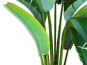 ravenala palm 3D 모델