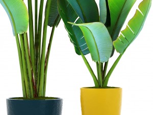 ravenala palm 3D 모델