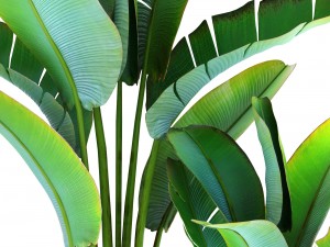 ravenala palm 3D 모델
