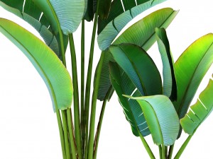 ravenala palm 3D 모델