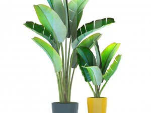 ravenala palm 3D Model
