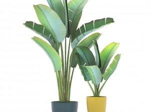 ravenala palm 3D 모델