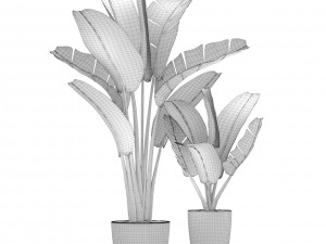 ravenala palm 3D 모델