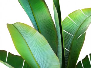 ravenala palm 3D 모델