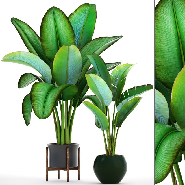 ravenala palm 3D Модель .c4d .max .obj .3ds .fbx .stl .blend 