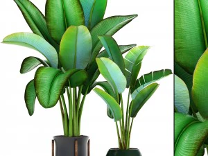 palmeira ravenala Modelo 3D