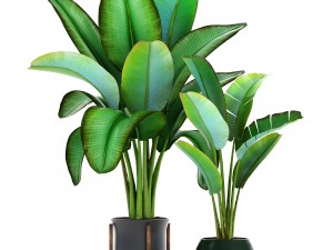 ravenala palm 3D Модель
