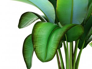 ravenala palm 3D Модель