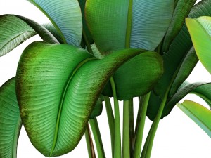 ravenala palm 3D Модель