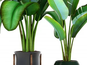 ravenala palm 3D Model
