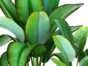 ravenala palm 3D Model