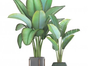 ravenala palm 3D Модель