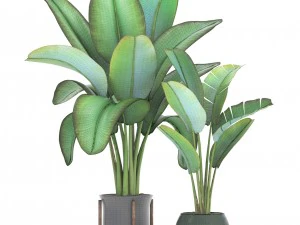 ravenala palm 3D Model