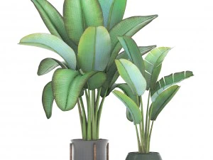 ravenala palm 3D Model