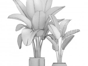 ravenala palm 3D Model