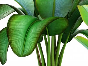 ravenala palm 3D Model