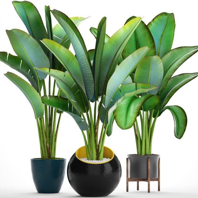 ravenala palm Modelo 3D .c4d .max .obj .3ds .fbx .stl .blend 