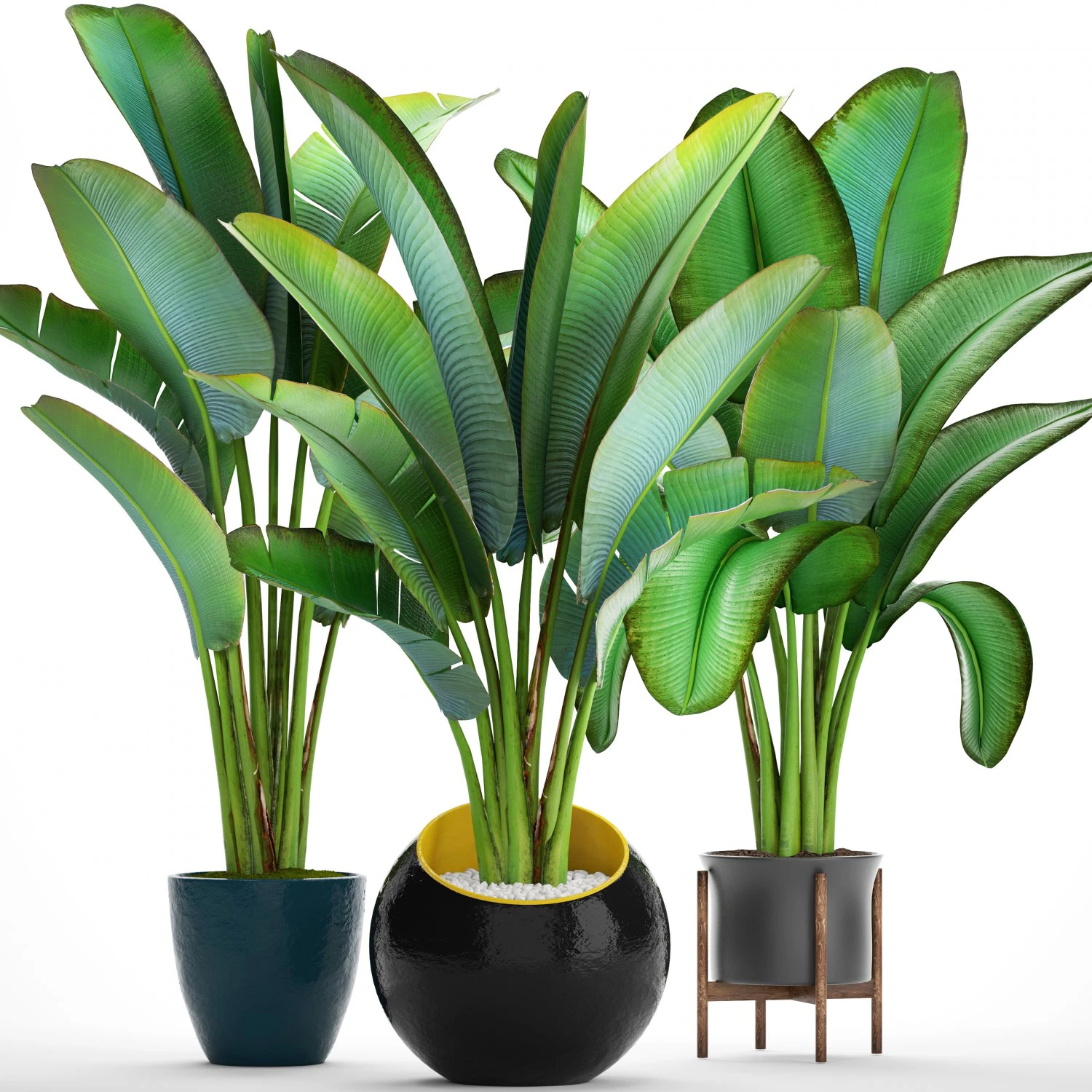 ravenala palm 3D Model .c4d .max .obj .3ds .fbx .stl .blend 
