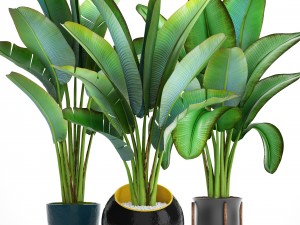 ravenala palm 3D 模型