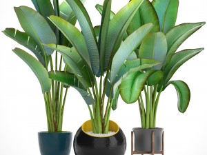 ravenala palm Modelo 3D