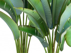 ravenala palm Modelo 3D