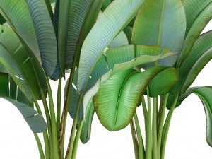 ravenala palm Modelo 3D
