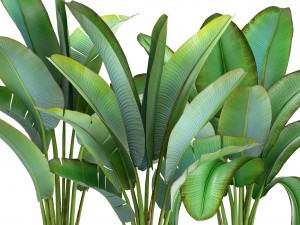 ravenala palm Modelo 3D