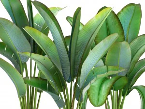 ravenala palm 3D Model