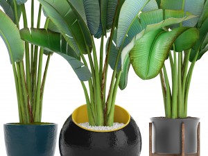 ravenala palm Modelo 3D