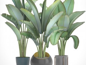ravenala palm Modelo 3D