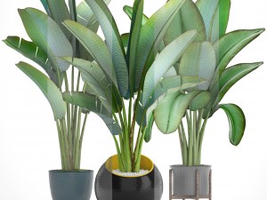 ravenala palm Modelo 3D