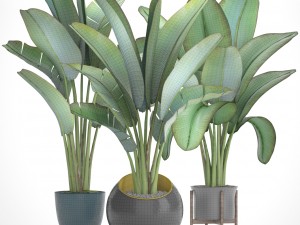 ravenala palm Modelo 3D