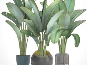 ravenala palm 3D Model