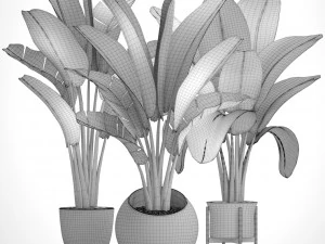 ravenala palm 3D Model
