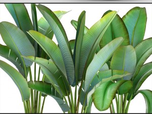ravenala palm Modelo 3D
