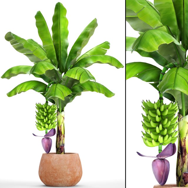 banana palm with banana fruit 3D 모델 .c4d .max .obj .3ds .fbx .stl .blend