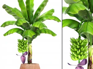 bananier avec banane Modèle 3D