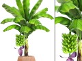banana palm with banana fruit 3D Model