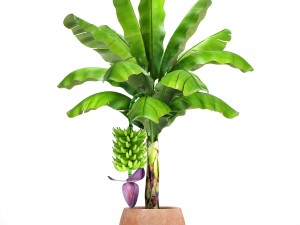 banana palm with banana fruit 3D 모델