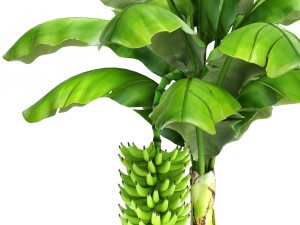 banana palm with banana fruit 3D 모델