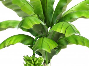 banana palm with banana fruit 3D 모델