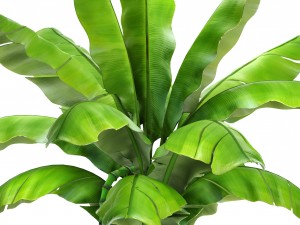 banana palm with banana fruit 3D 모델