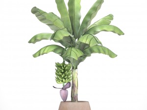 banana palm with banana fruit 3D 모델