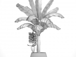 banana palm with banana fruit 3D 모델