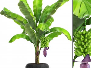 banana palm with banana fruit 3D-Modell